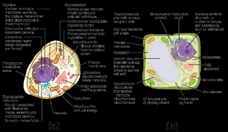 What do animals eatanimal diets